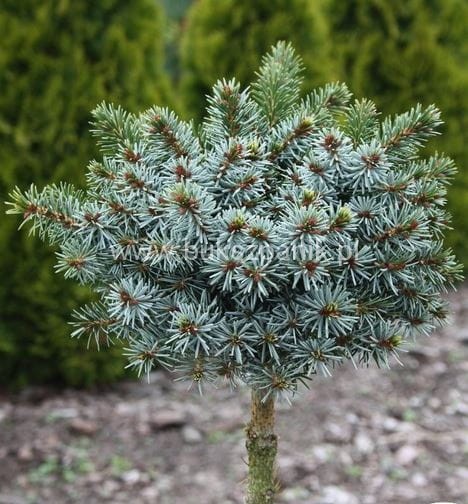 Świerk serbski Berliner's Weeper WB- Picea omorika - PA95-105cm
