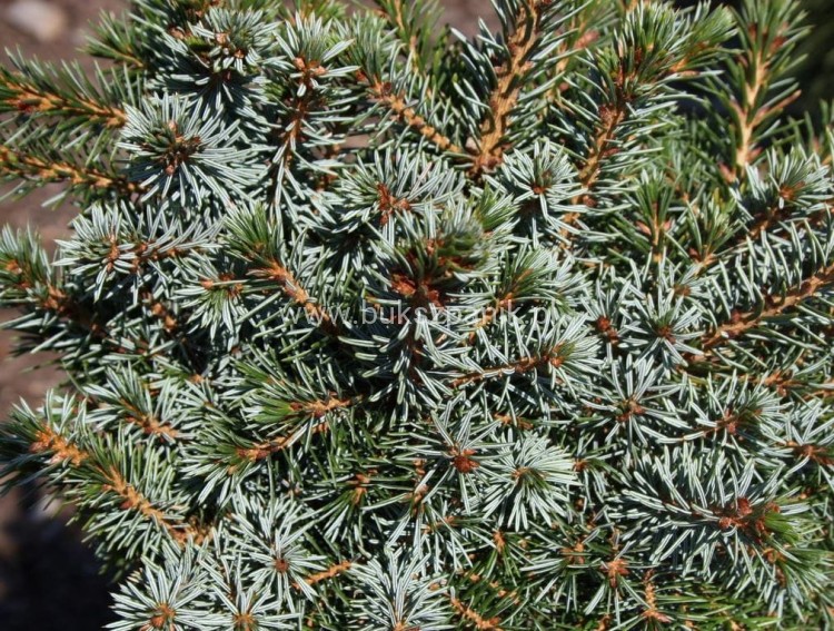 Świerk serbski Berliner's Weeper WB- Picea omorika - PA95-105cm