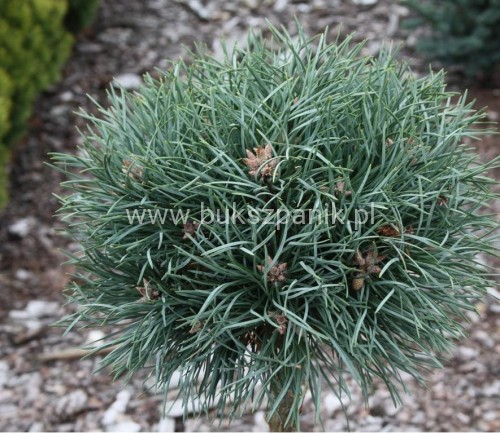 pinus sylvestri.JPG
