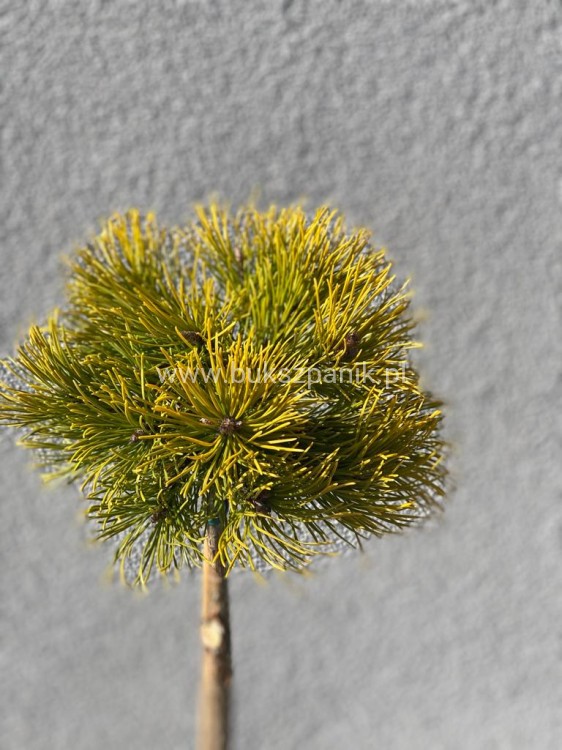 Sosna kosodrzewina- Pinus Mugo "Starkl" PA 65-80cm