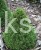 picea bies tompa.JPG