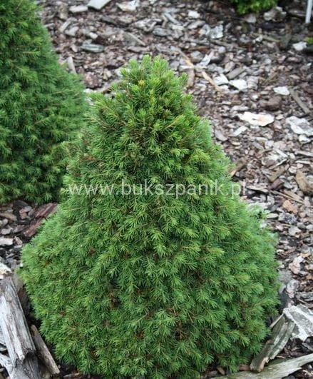 picea bies tompa.JPG