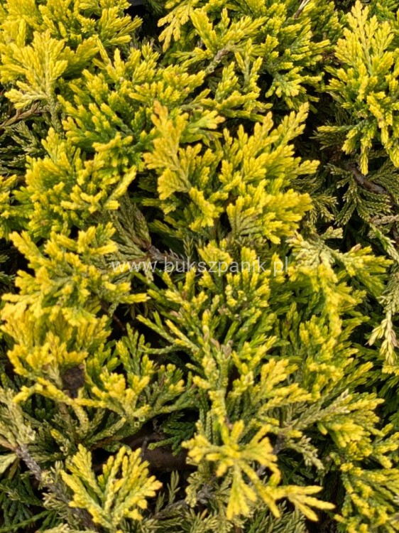 Jałowiec płożący "Golden Carpet " juniperus Horizontalis