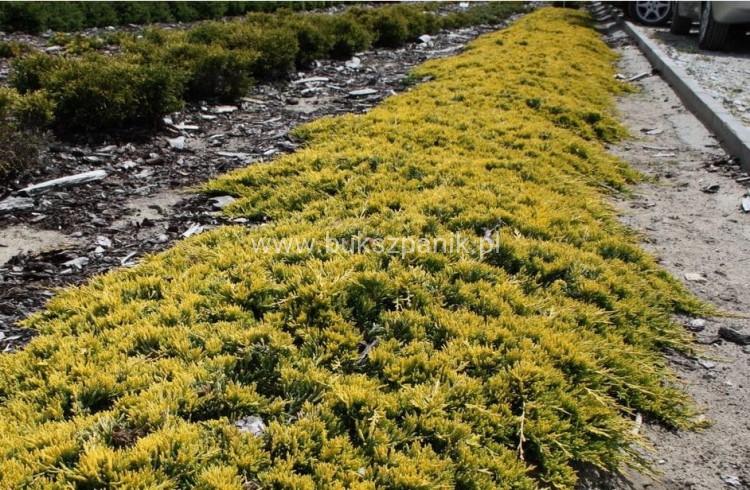 Jałowiec płożący "Golden Carpet " juniperus Horizontalis