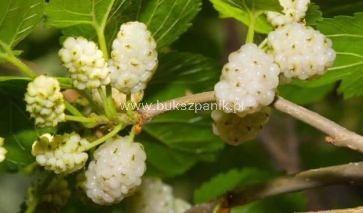 Morwa biała PENDULA PA 120-130cm Morus alba (
