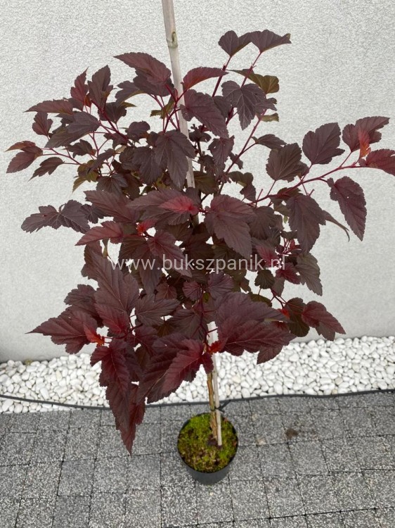 Pęcherznica kalinolistna Diable d'or mindia na pniu PA 60-100cm