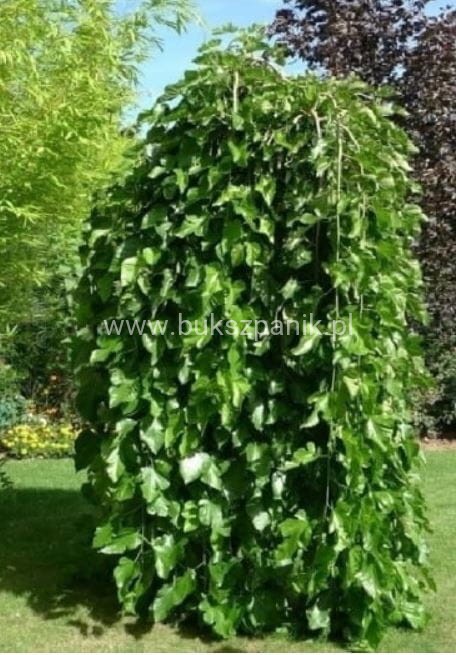 Morwa biała PENDULA PA 120-130cm Morus alba (