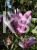magnolia susan.jpg
