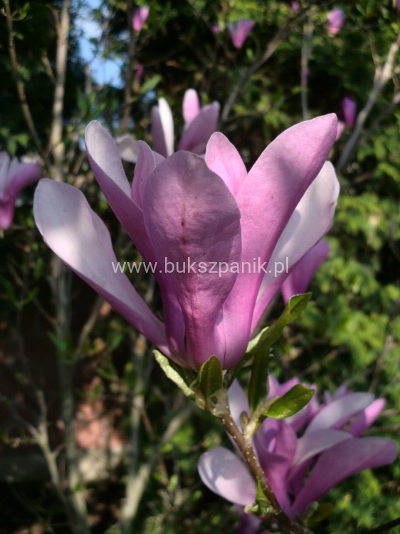 magnolia susan.jpg