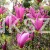 magnolia susan2.jpg