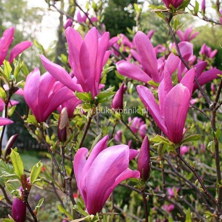 magnolia susan2.jpg