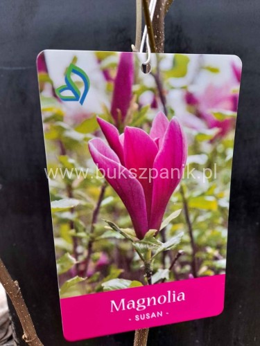 magnolia susan34.jpg
