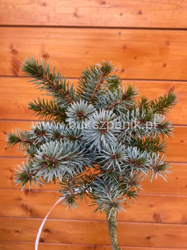 Świerk serbski Berliner's Weeper WB- Picea omorika - PA95-105cm