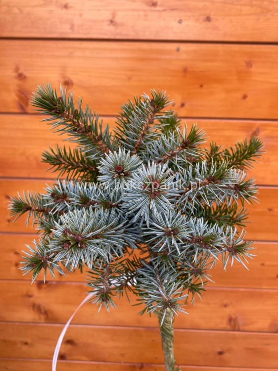 Świerk serbski Berliner's Weeper WB- Picea omorika - PA95-105cm