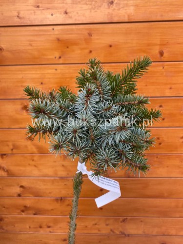 Świerk serbski Berliner's Weeper WB- Picea omorika - PA95-105cm