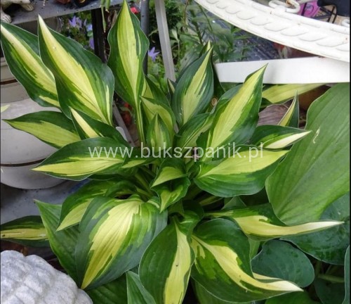 hosta.JPG