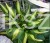 hosta.JPG