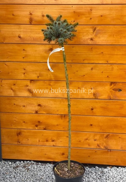 Świerk serbski Berliner's Weeper WB- Picea omorika - PA95-105cm