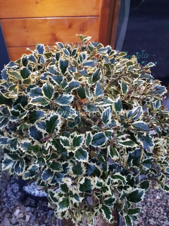 Ostrokrzew kolczasty Ilex aquifolium -Argentea Marginata KULA Pa90-110cm