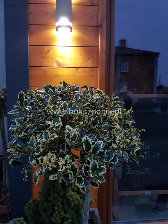 Ostrokrzew kolczasty Ilex aquifolium -Argentea Marginata KULA Pa90-110cm