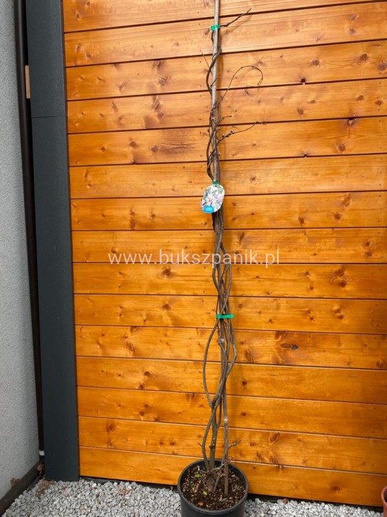 Glicynia chińska - RÓŻOWA - Wisteria Brakybotrys "Showa Beni"