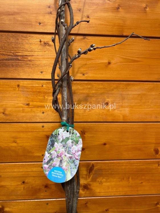 Glicynia chińska - RÓŻOWA - Wisteria Brakybotrys "Showa Beni"
