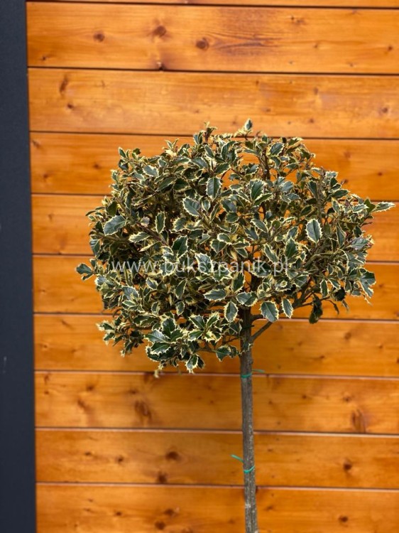 Ostrokrzew kolczasty Ilex aquifolium -Argentea Marginata KULA Pa90-110cm