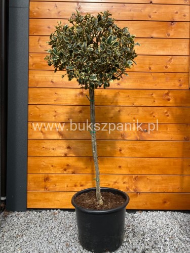 Ostrokrzew kolczasty Ilex aquifolium -Argentea Marginata KULA Pa90-110cm