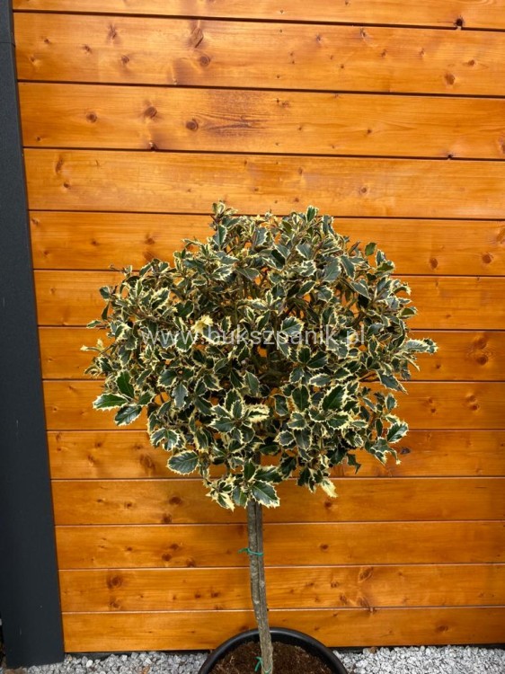 Ostrokrzew kolczasty Ilex aquifolium -Argentea Marginata KULA Pa90-110cm