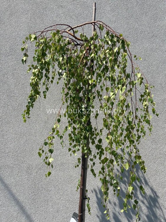 IMG-20200730-WA0022.jpg