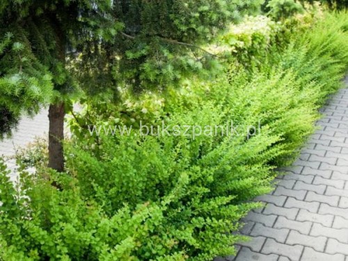 L015-berberys-thunberga-green-carpet-6.jpg