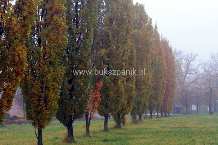 Dąb szypułkowy 'Fastigiate Koster' wys.320cm ob: 6-8cm