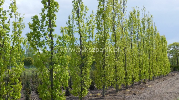Dąb szypułkowy 'Fastigiate Koster' wys.320cm ob: 6-8cm