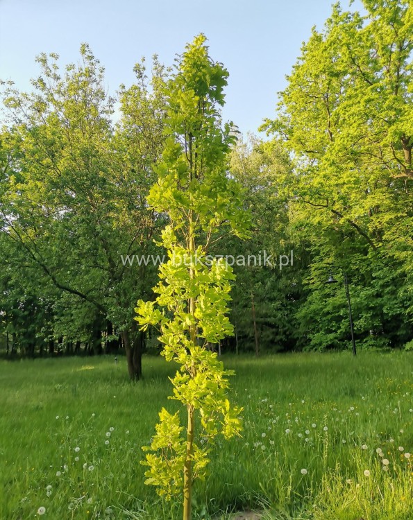 Dąb szypułkowy 'Fastigiate Koster' wys.320cm ob: 6-8cm