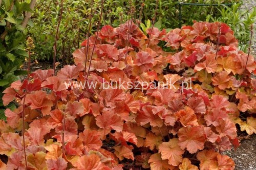 Żurawka Northern Exposure Amber Heuchera