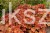 Żurawka Northern Exposure Amber Heuchera