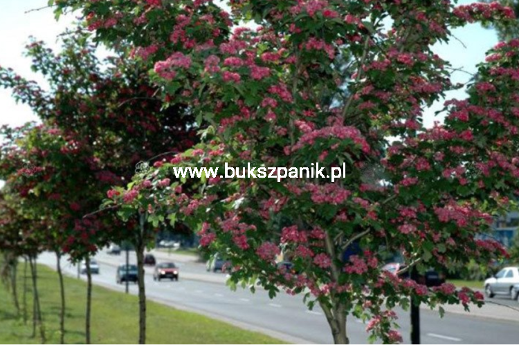 Głóg pośredni 'Paul's Scarlet'- Crataegus ×media ob. 10-12 cm