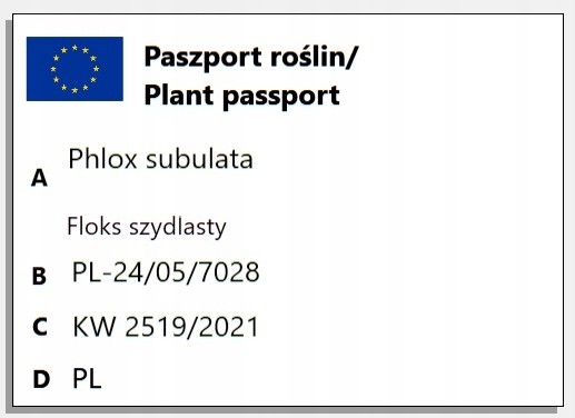 Floks Szydlasty biały dywan kwiatów
