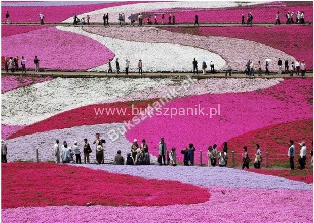 Floks Szydlasty Phlox subulata