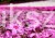 Floks Szydlasty Phlox subulata