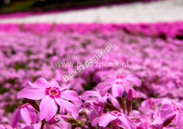 Floks Szydlasty Phlox subulata