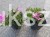 Floks Szydlasty Phlox subulata