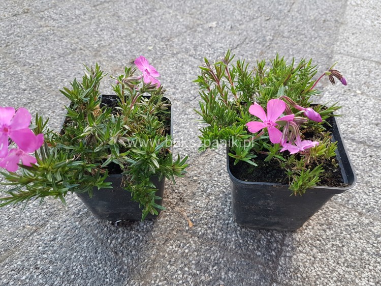 Floks Szydlasty Phlox subulata