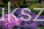 Floks Szydlasty Phlox subulata
