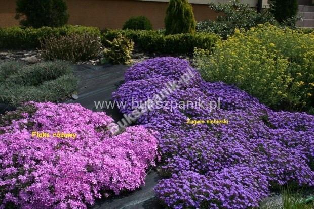 Floks Szydlasty Phlox subulata