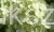 Hortensja bukietowa 'POLAR BEAR' - Hydrangea paniculata C5