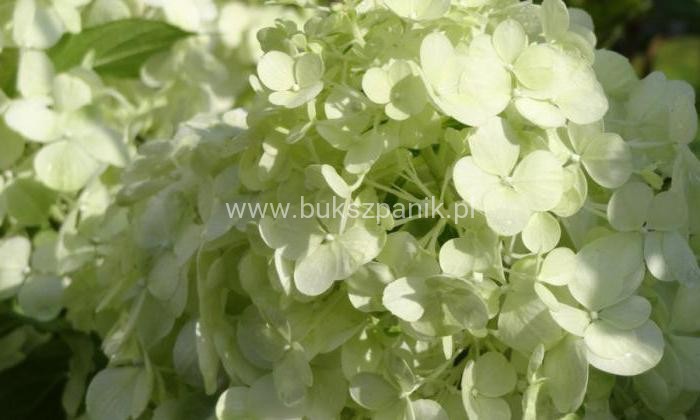 Hortensja bukietowa 'POLAR BEAR' - Hydrangea paniculata C5