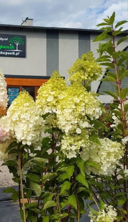 Hortensja bukietowa 'POLAR BEAR' - Hydrangea paniculata C5
