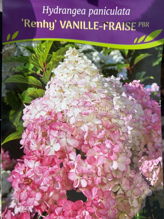 Hortensja bukietowa  Renhy 'VANILLE FRAISE'- Hydrangea paniculata C10