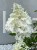 Hortensja bukietowa  Renhy 'VANILLE FRAISE'- Hydrangea paniculata C10